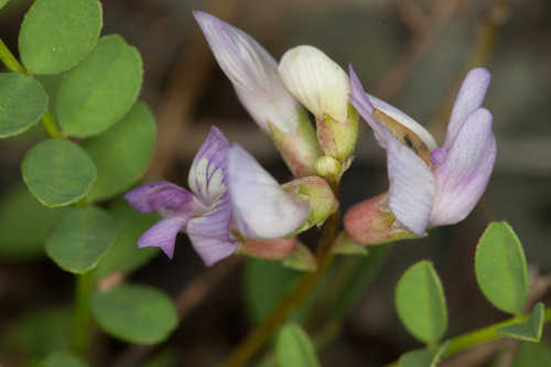 Astragalus distortus var. engelmannii #3